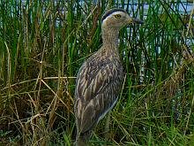 Double-striped Thick-Knee